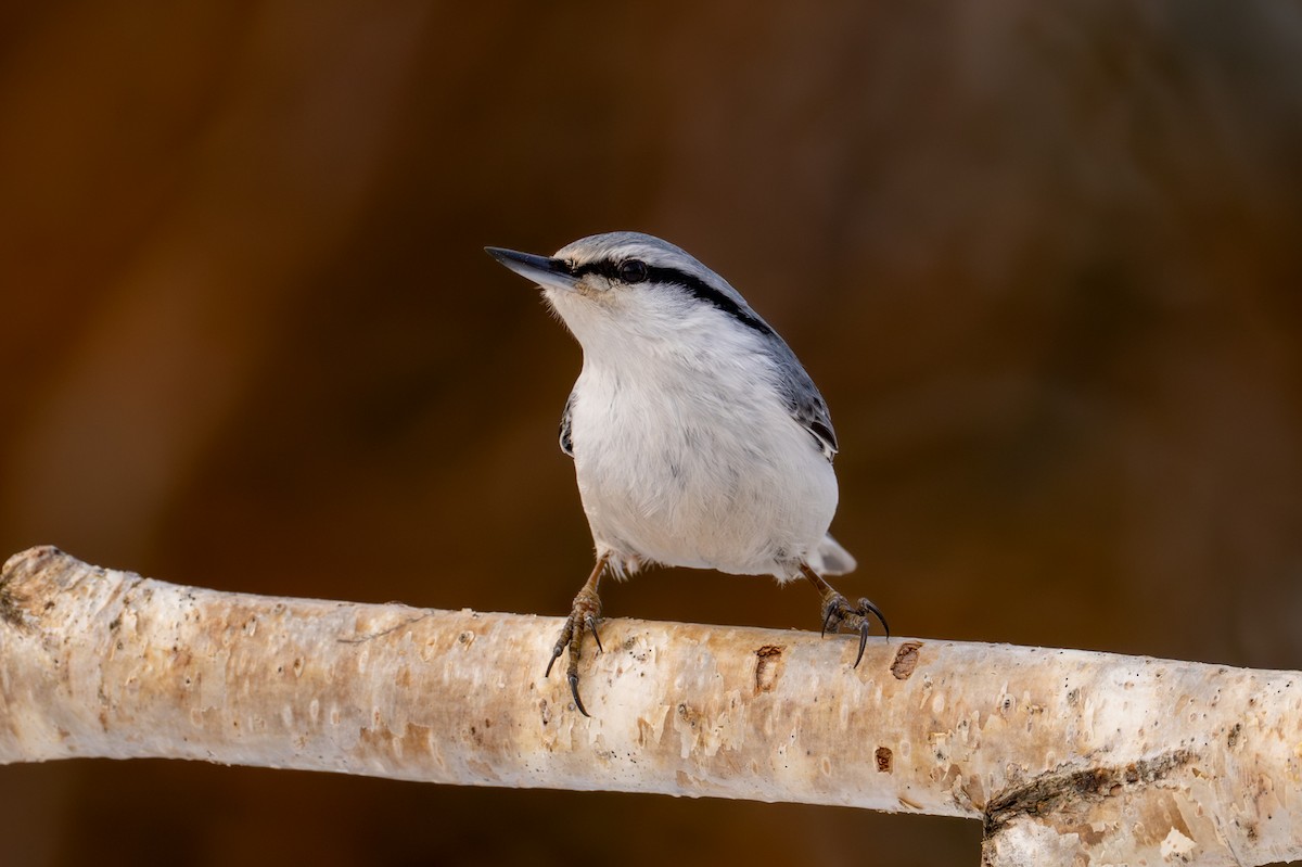 Обыкновенный поползень - ML651031733