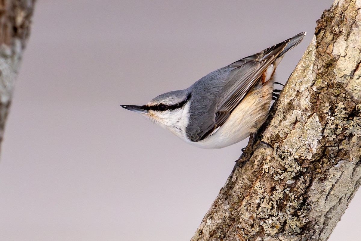 Обыкновенный поползень - ML651031734