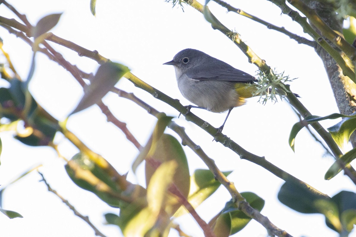 キムネズアカアメリカムシクイ - ML651032248