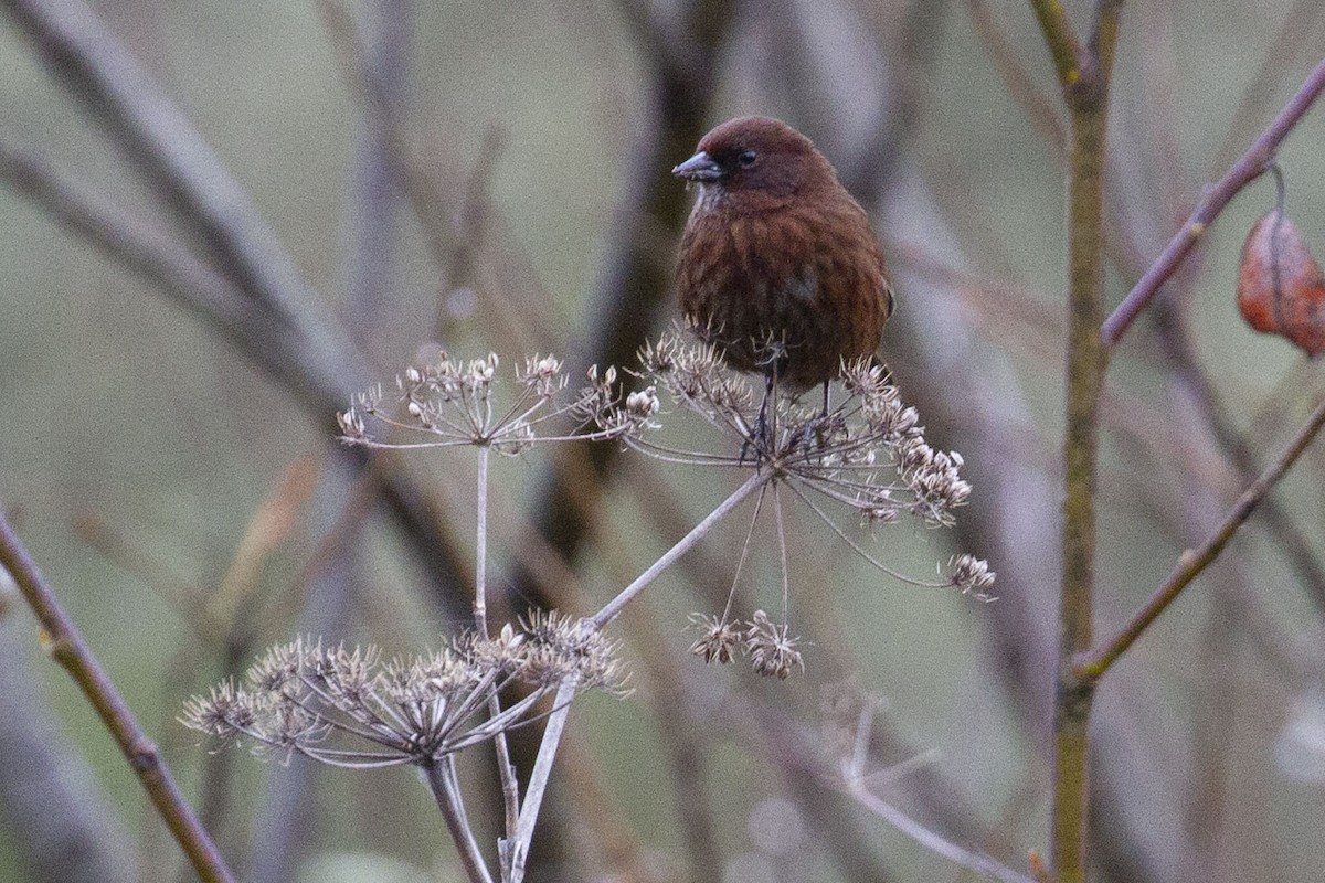 ウタスズメ - ML651032296