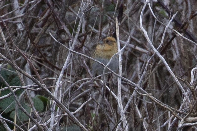 ネルソントゲオヒメドリ - ML651032343