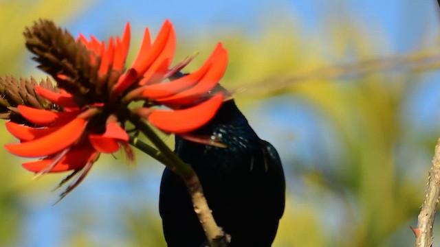 Drongo à crinière - ML651032529