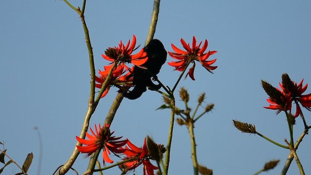 Drongo à crinière - ML651032530