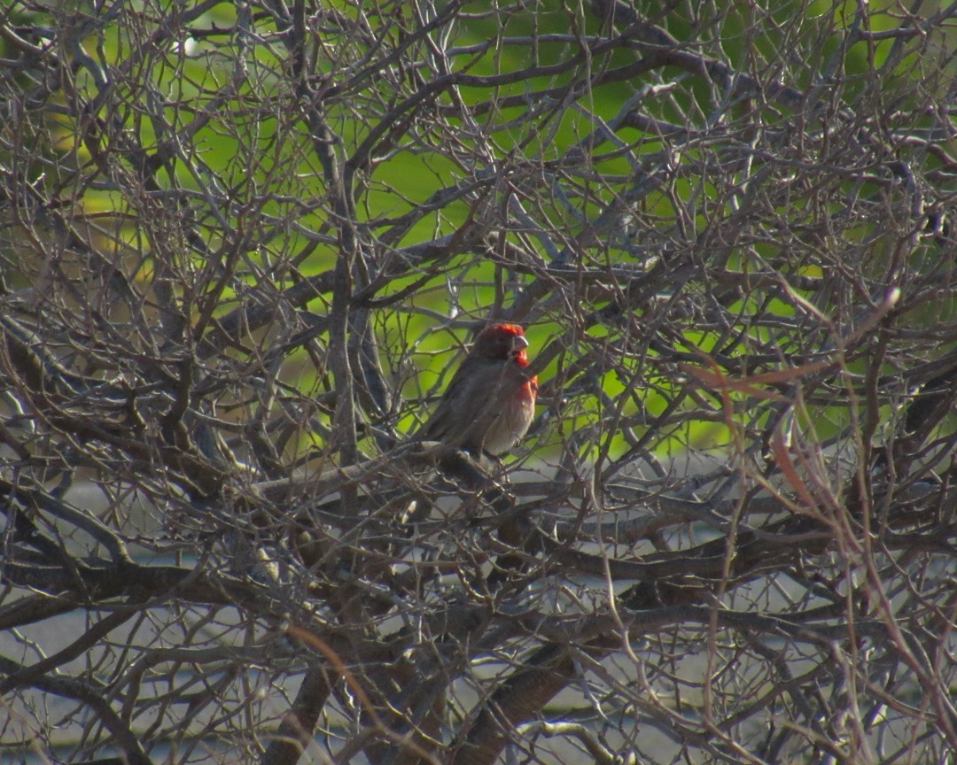 House Finch - ML651032549
