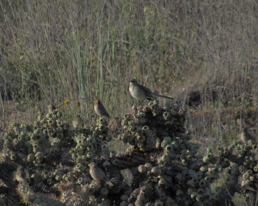 House Finch - ML651032553