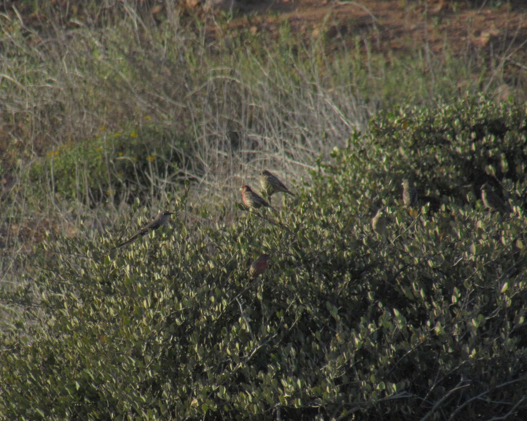 House Finch - ML651032563