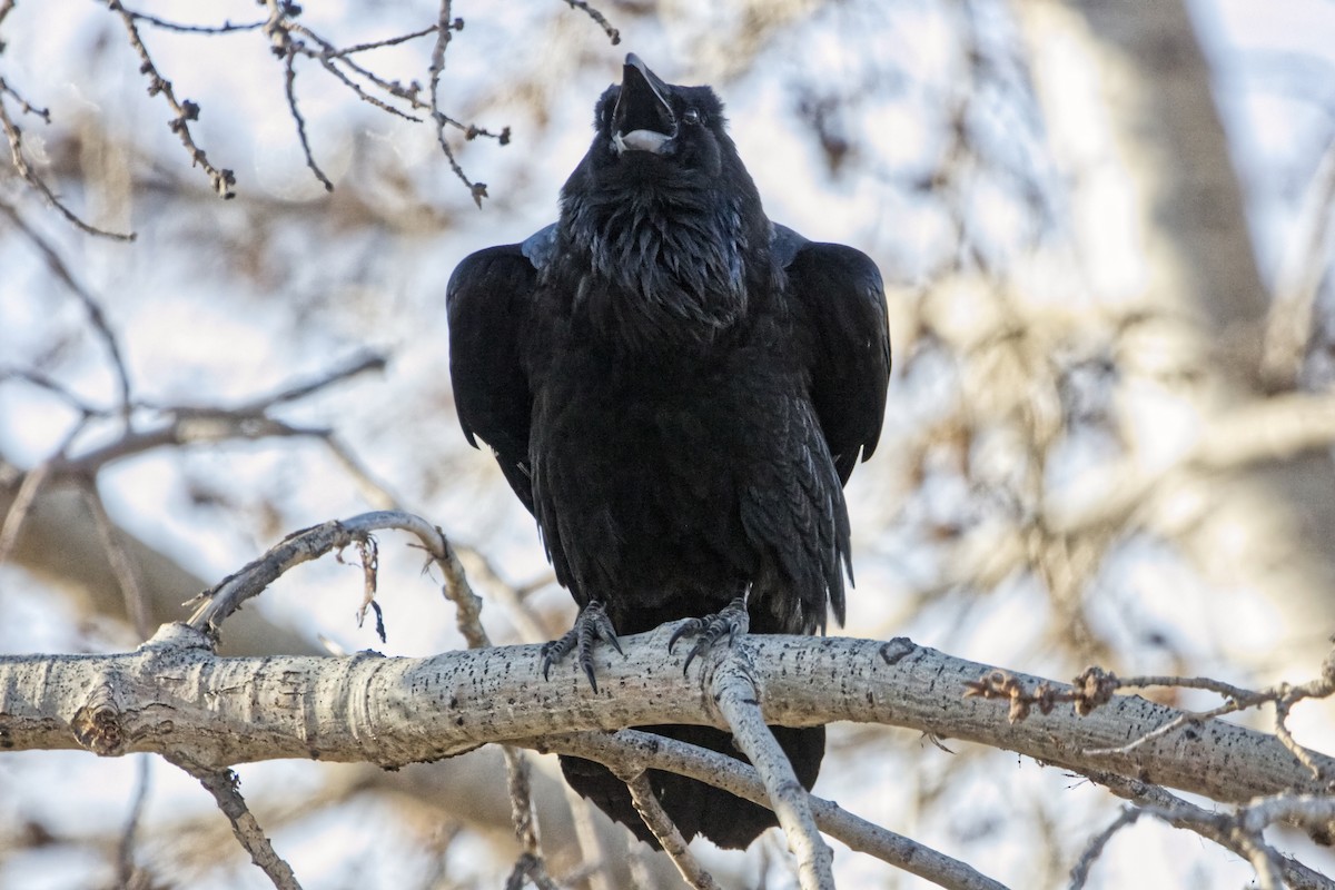 Common Raven - ML651033277