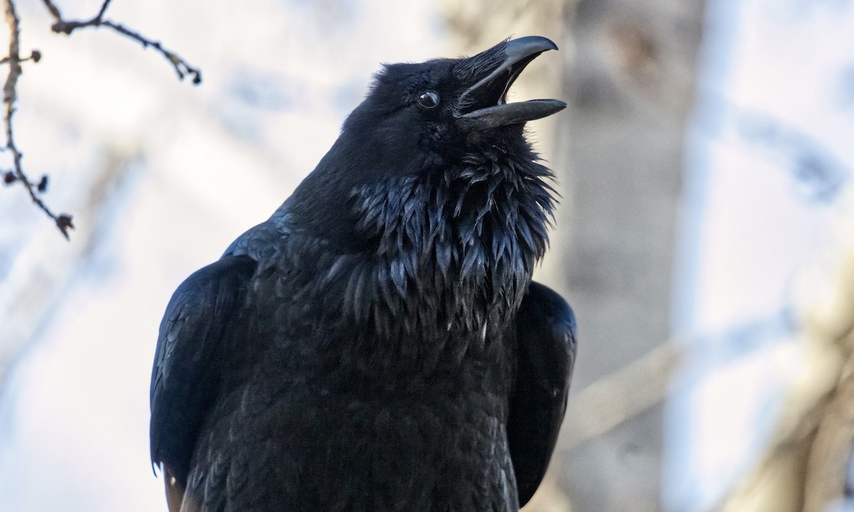 Common Raven - ML651033278