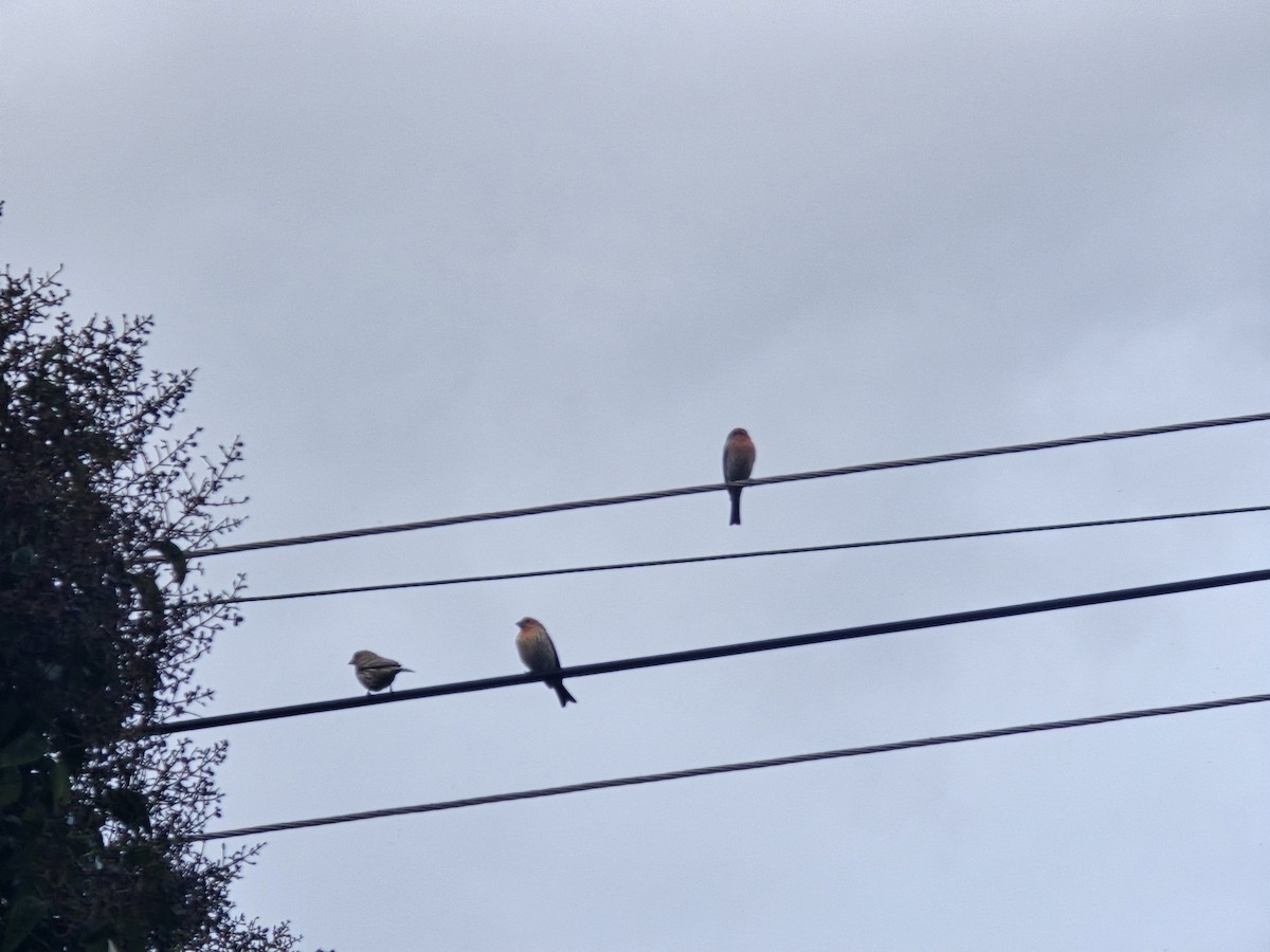 House Finch - ML651033526