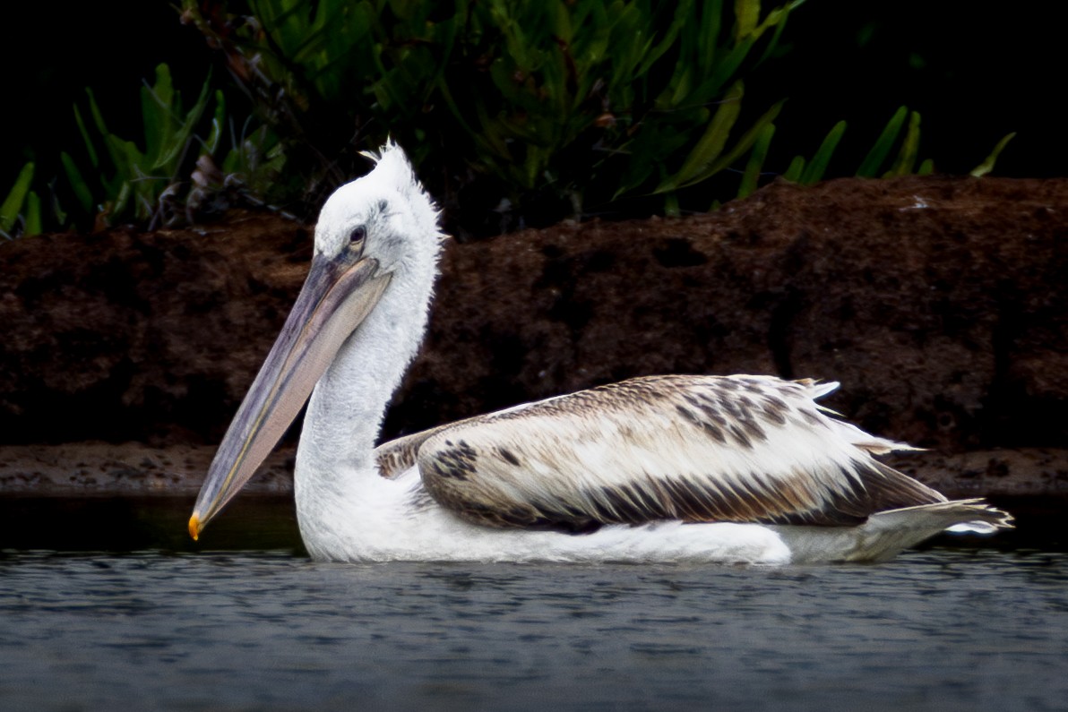 Pelikano ilebihurria - ML651033745