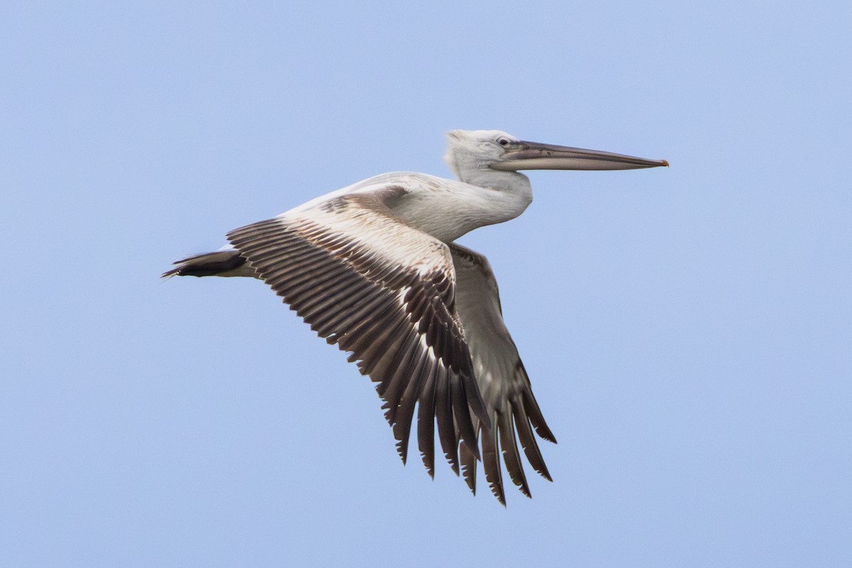 Pelikano ilebihurria - ML651033746