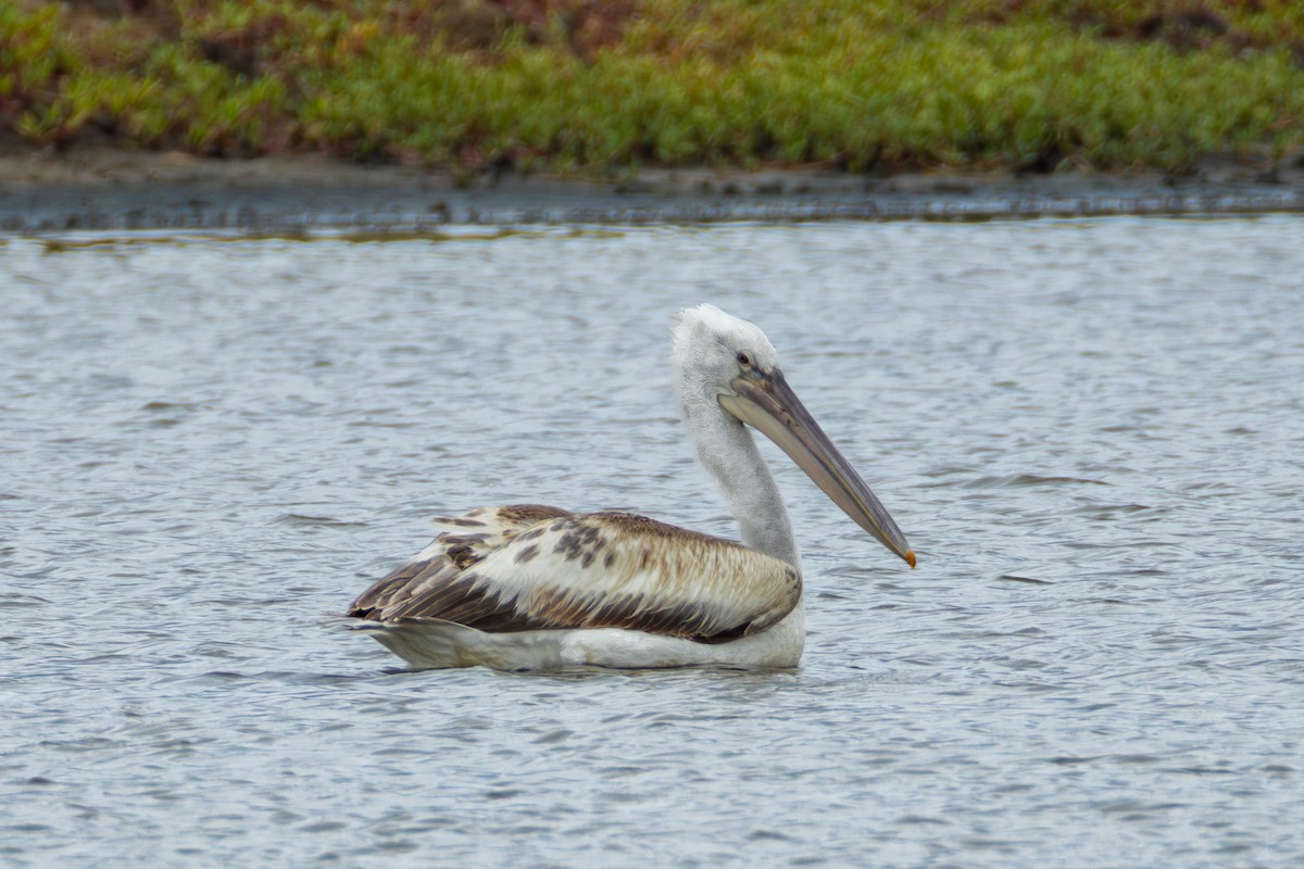 Pelikano ilebihurria - ML651033748