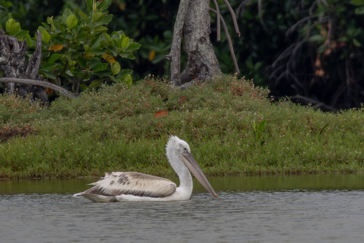 Pelikano ilebihurria - ML651033749