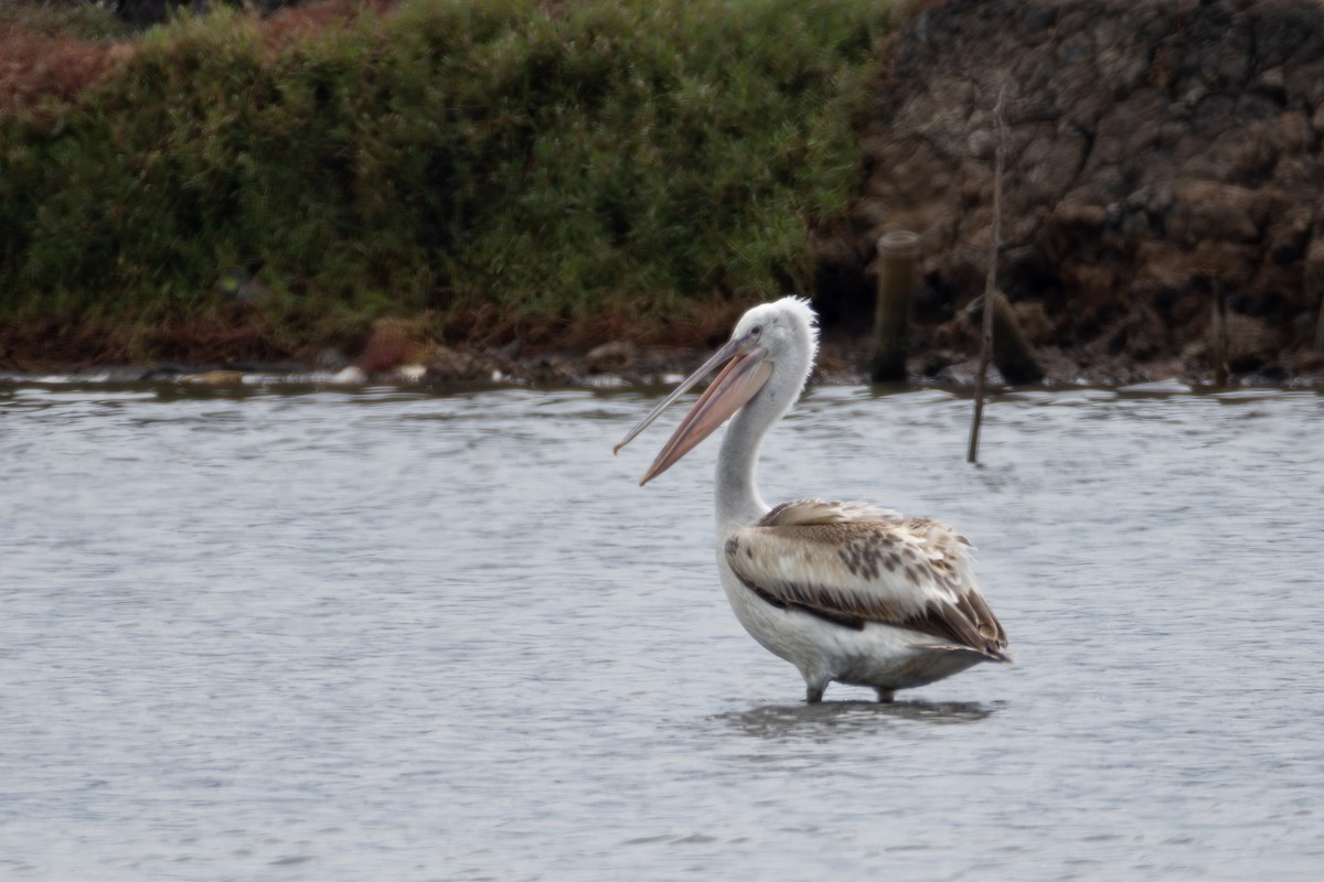 Pelikano ilebihurria - ML651033750