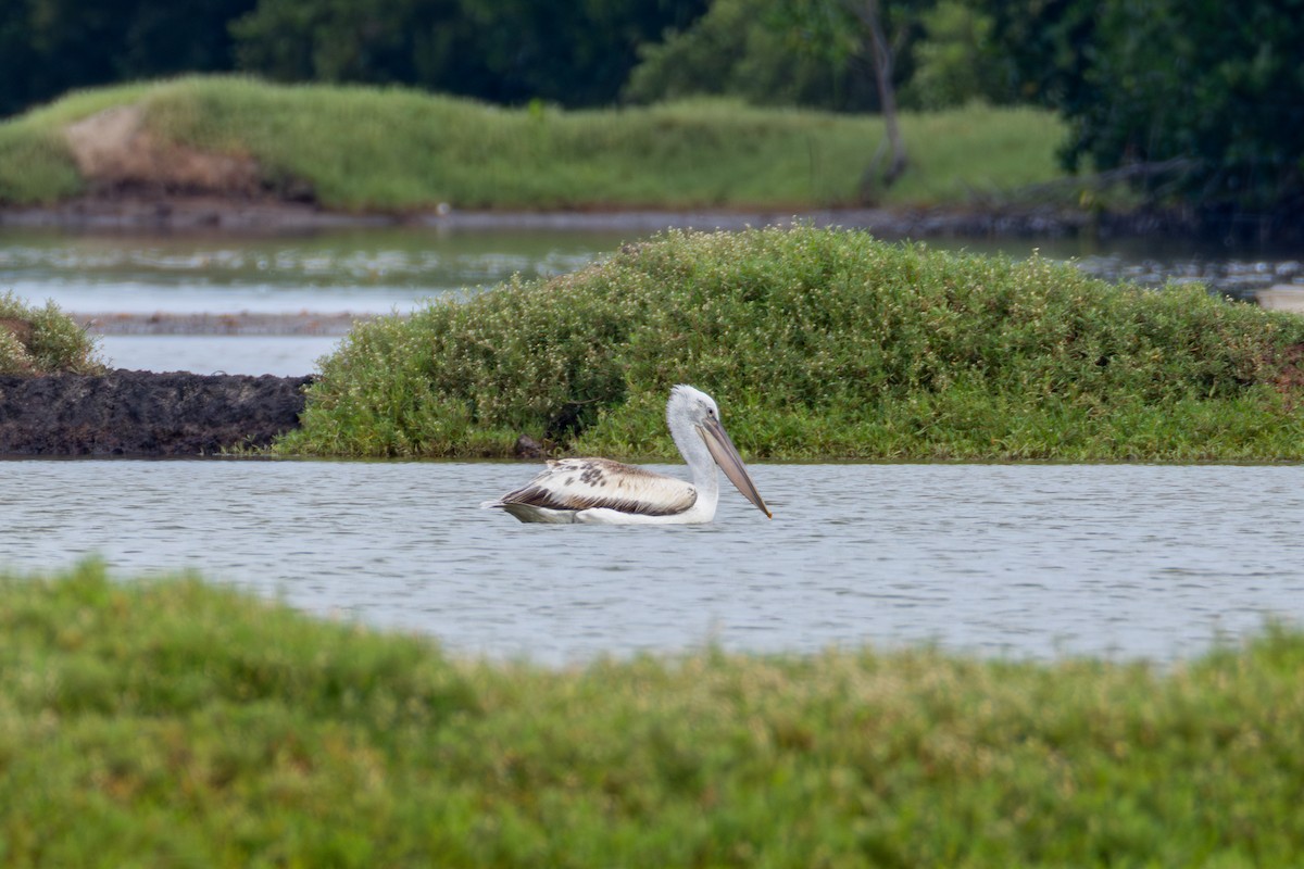 Pelikano ilebihurria - ML651033751