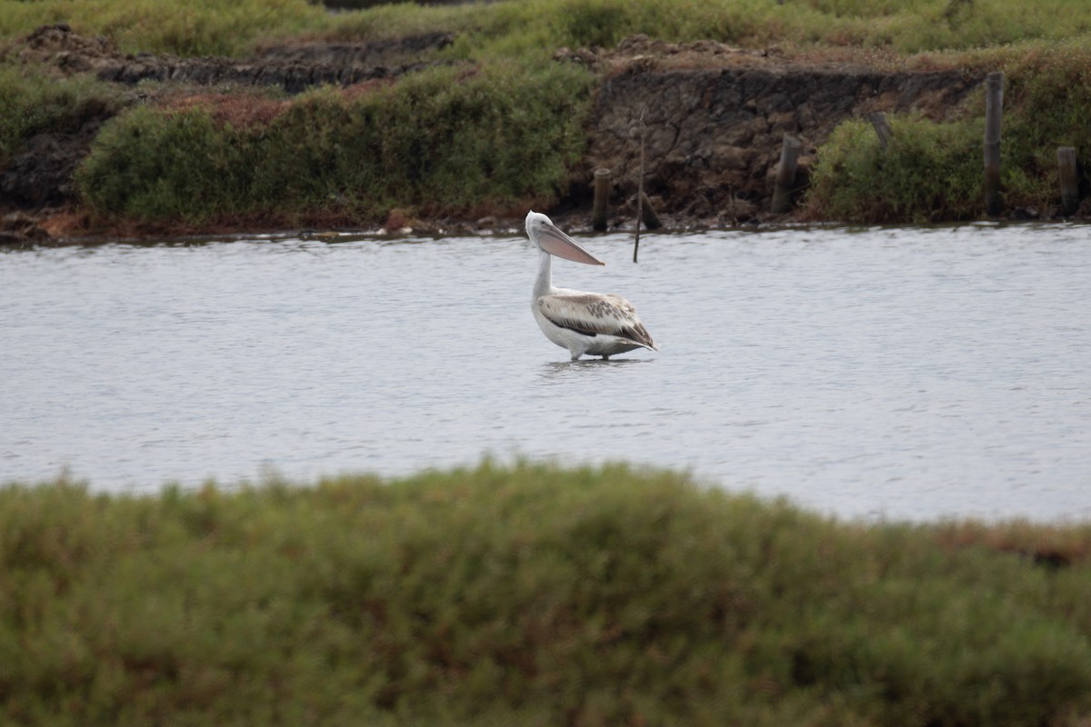 Pelikano ilebihurria - ML651033753