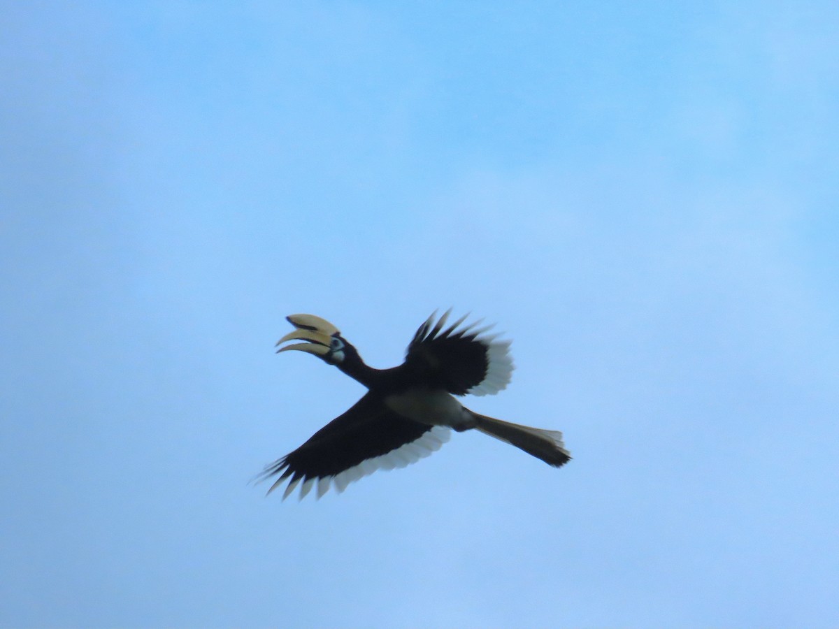 Oriental Pied-Hornbill - ML651033878
