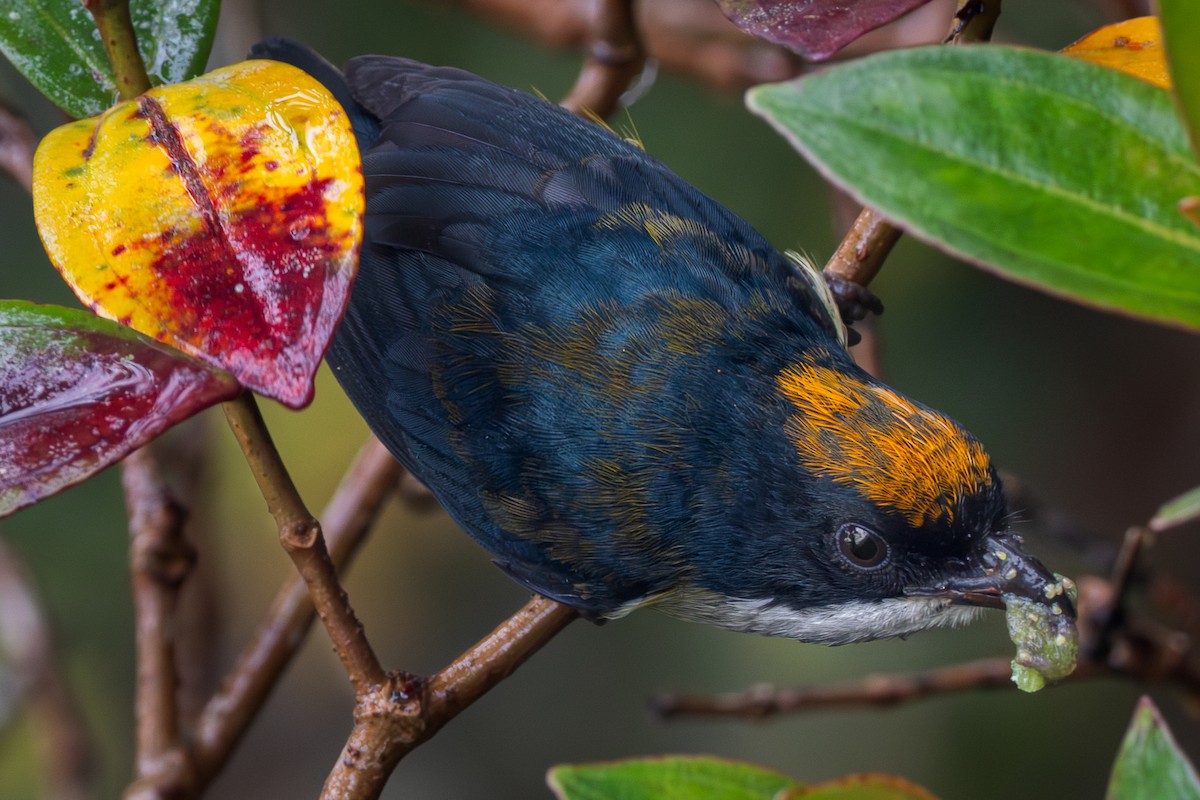 Yellow-crowned Flowerpecker - ML651033905