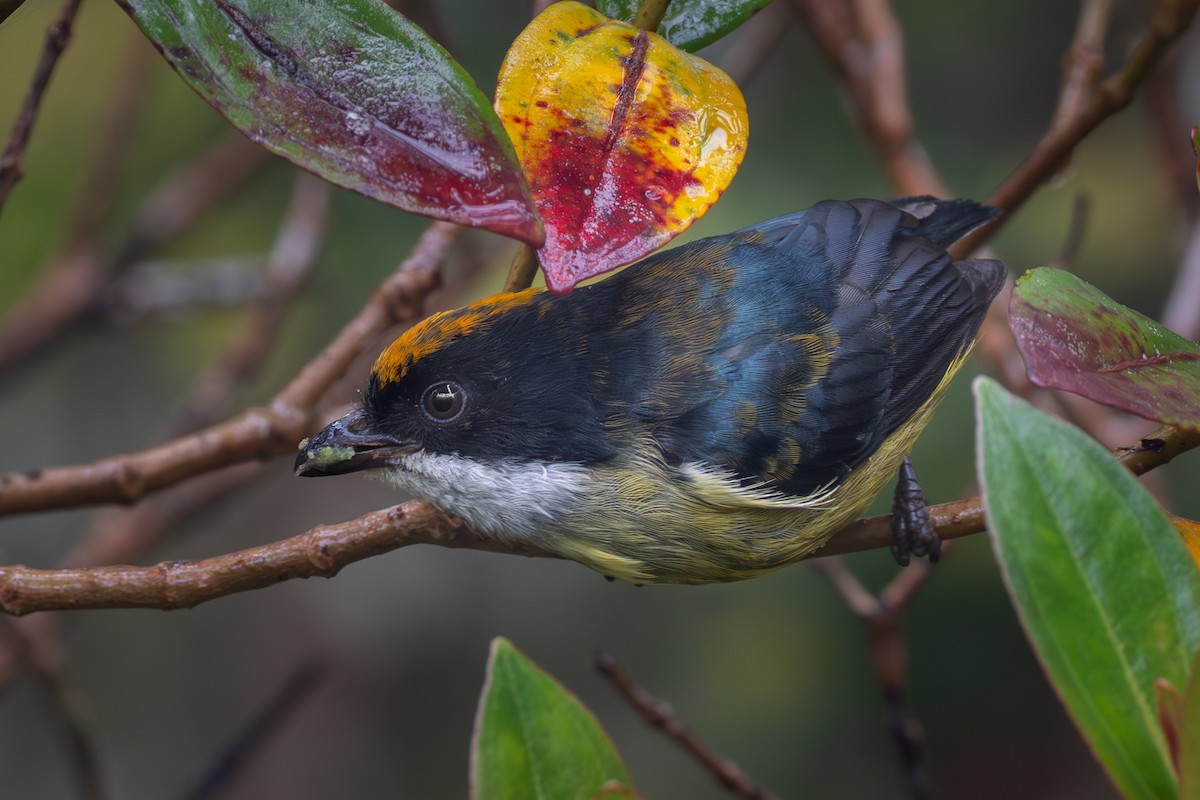 Yellow-crowned Flowerpecker - ML651033906