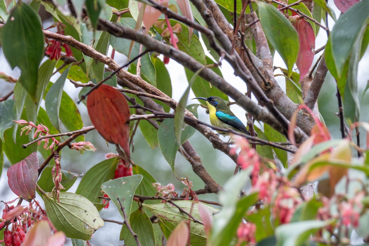 Metallic-winged Sunbird (Luzon) - ML651033919
