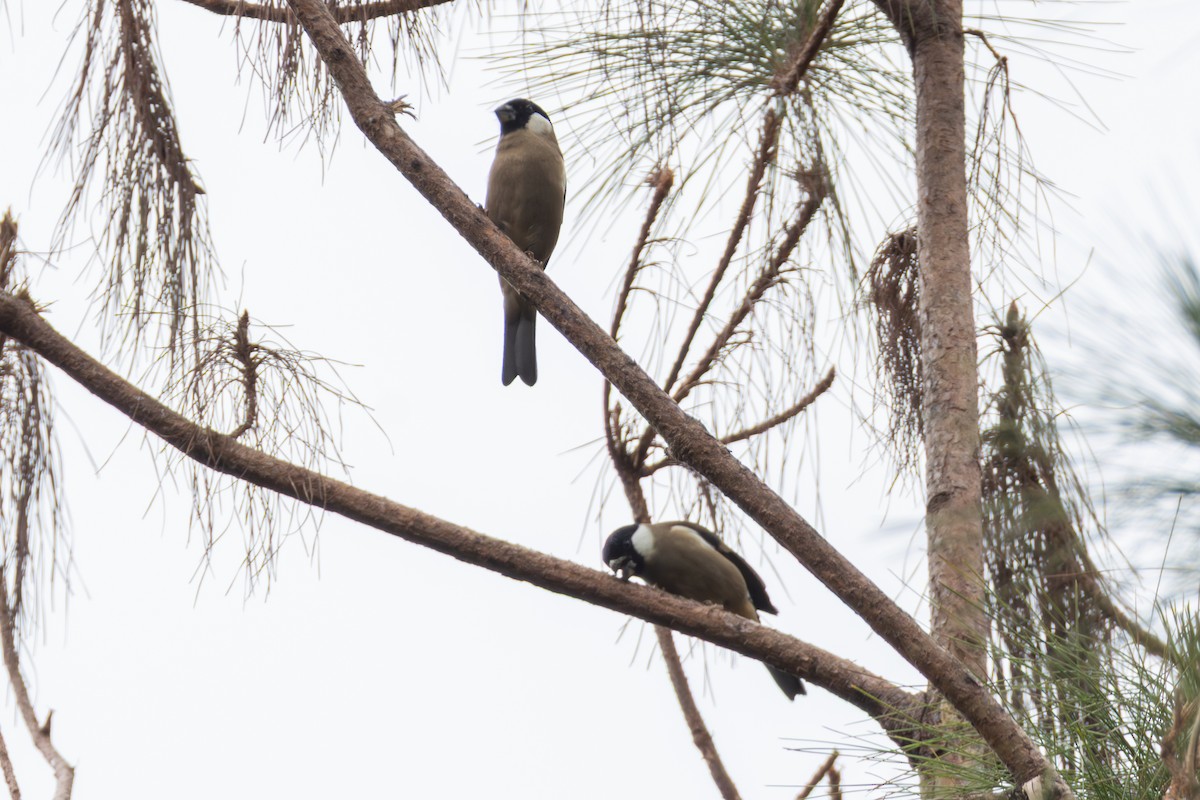 White-cheeked Bullfinch - ML651033921