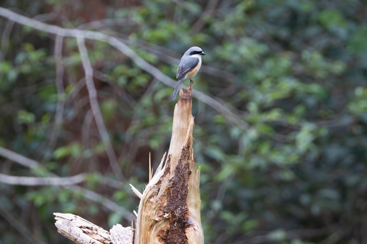 Mountain Shrike - ML651033931