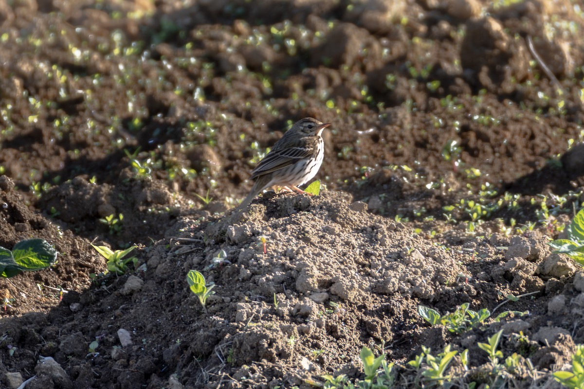 Hodgson txirta - ML651033945