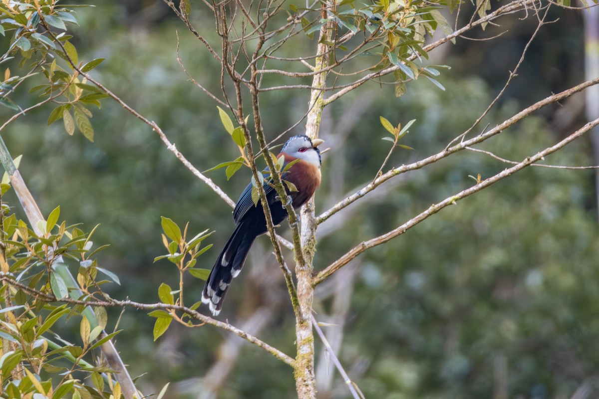 Scale-feathered Malkoha - ML651033952