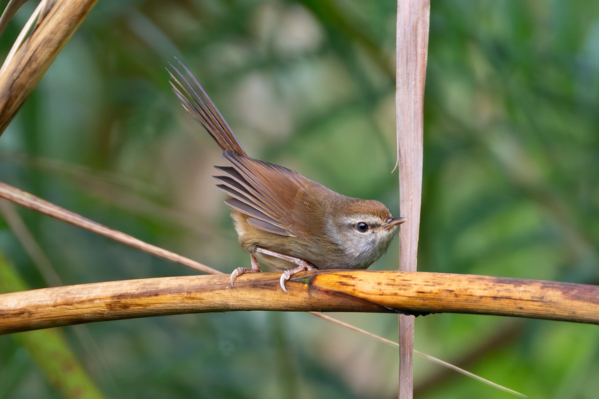 Philippine Bush Warbler - ML651033965
