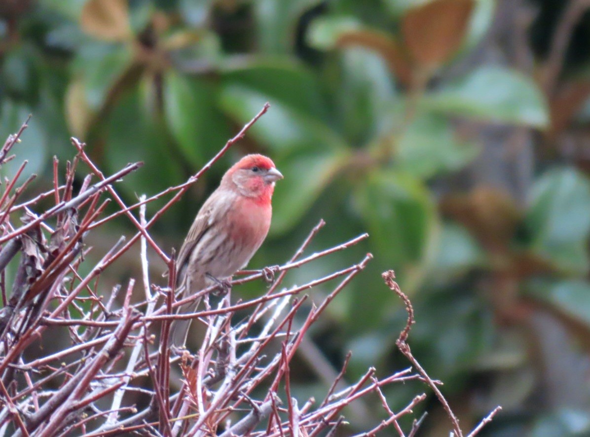House Finch - ML651034507