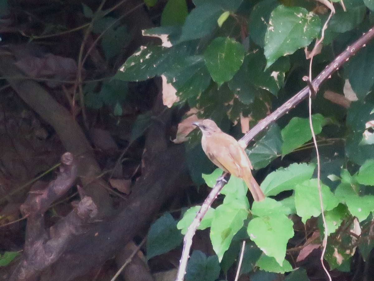 Olive-winged Bulbul - ML651034716