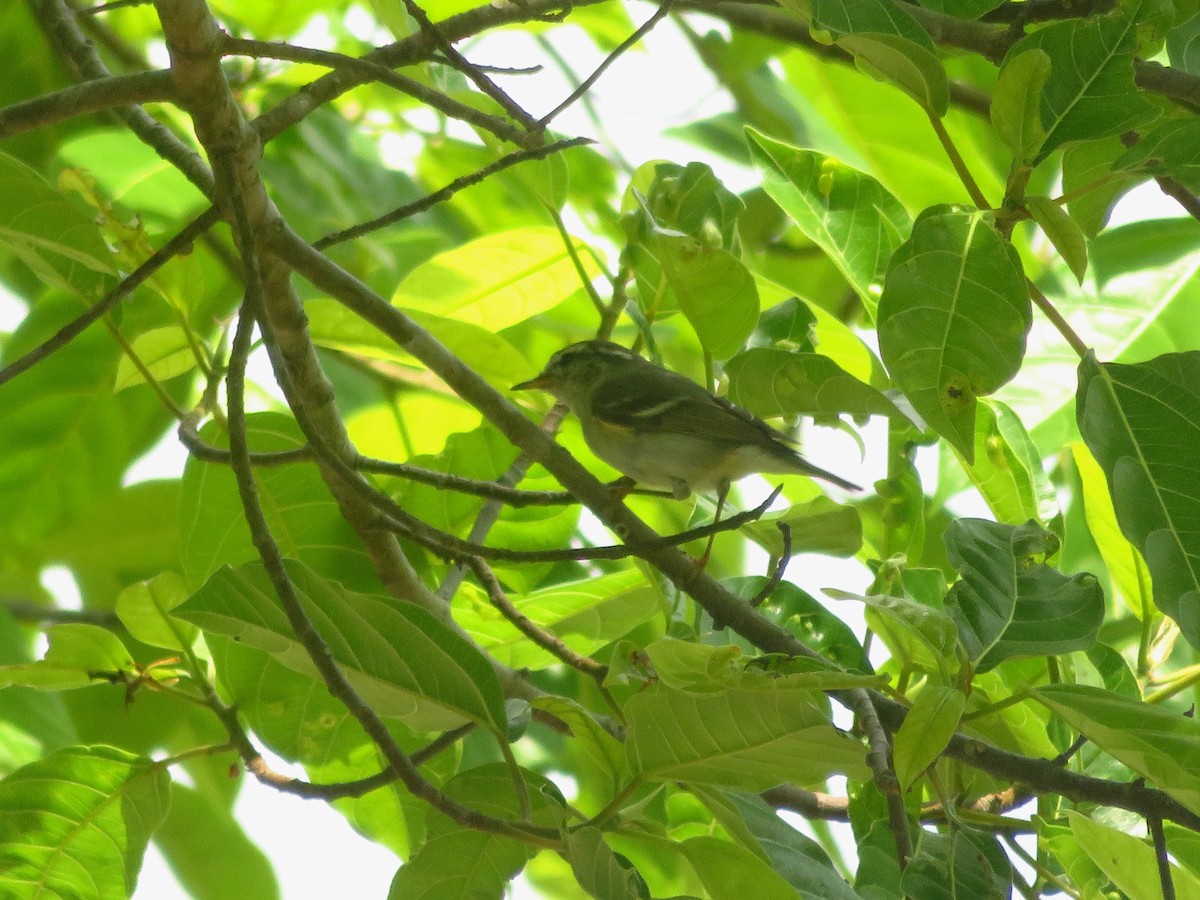 Yellow-browed Warbler - ML651034732