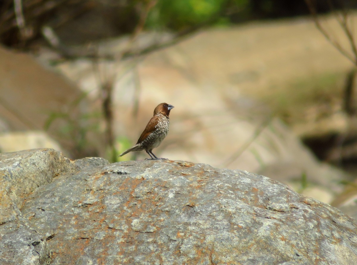 Scaly-breasted Munia - ML651034745