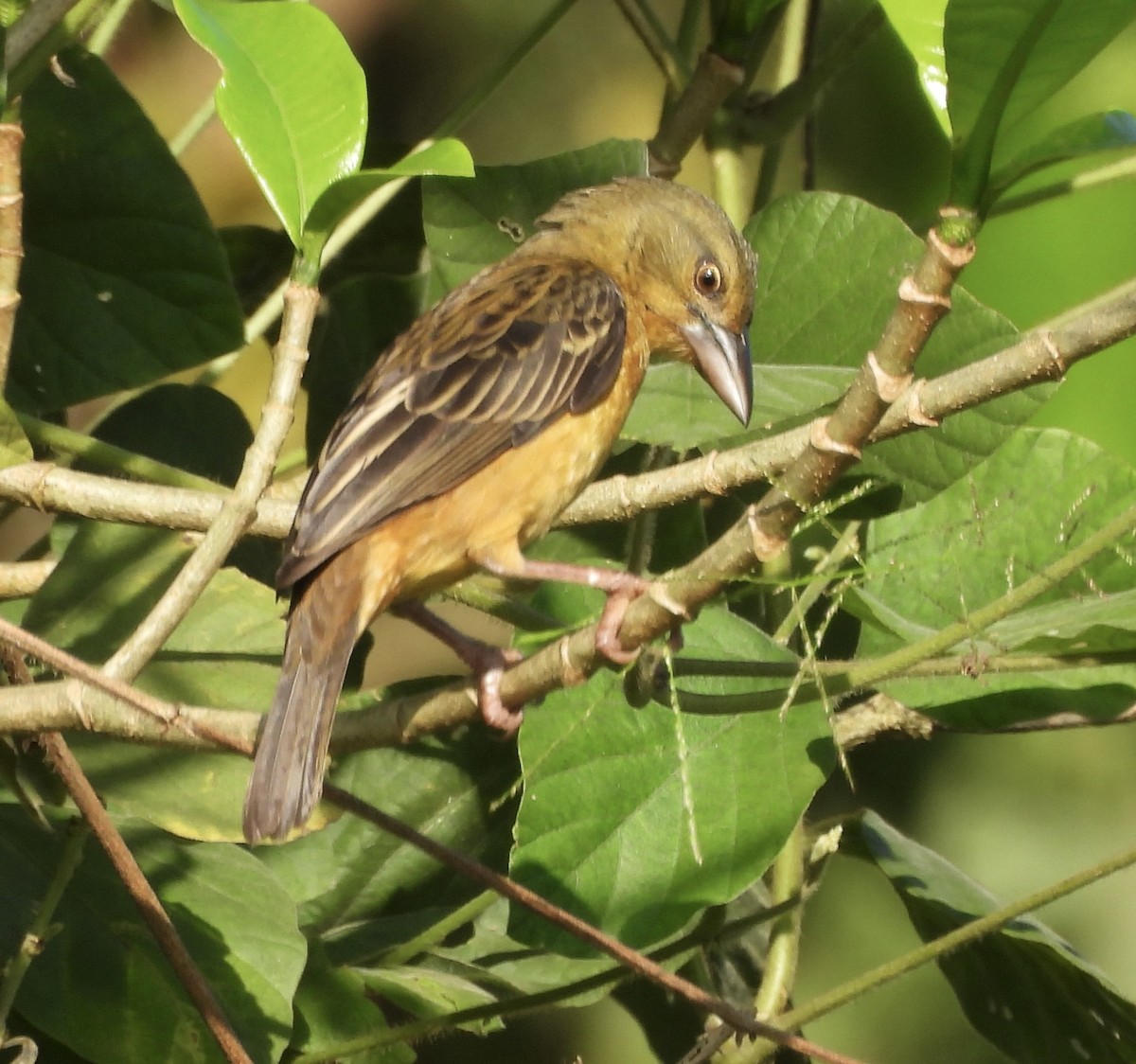 Chestnut-and-black Weaver - ML651034748