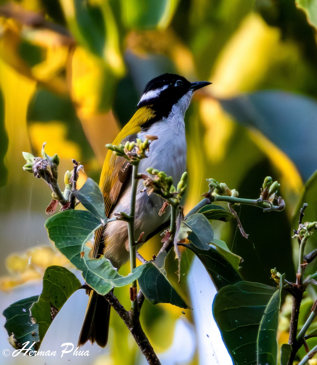 White-throated Honeyeater - ML651034749