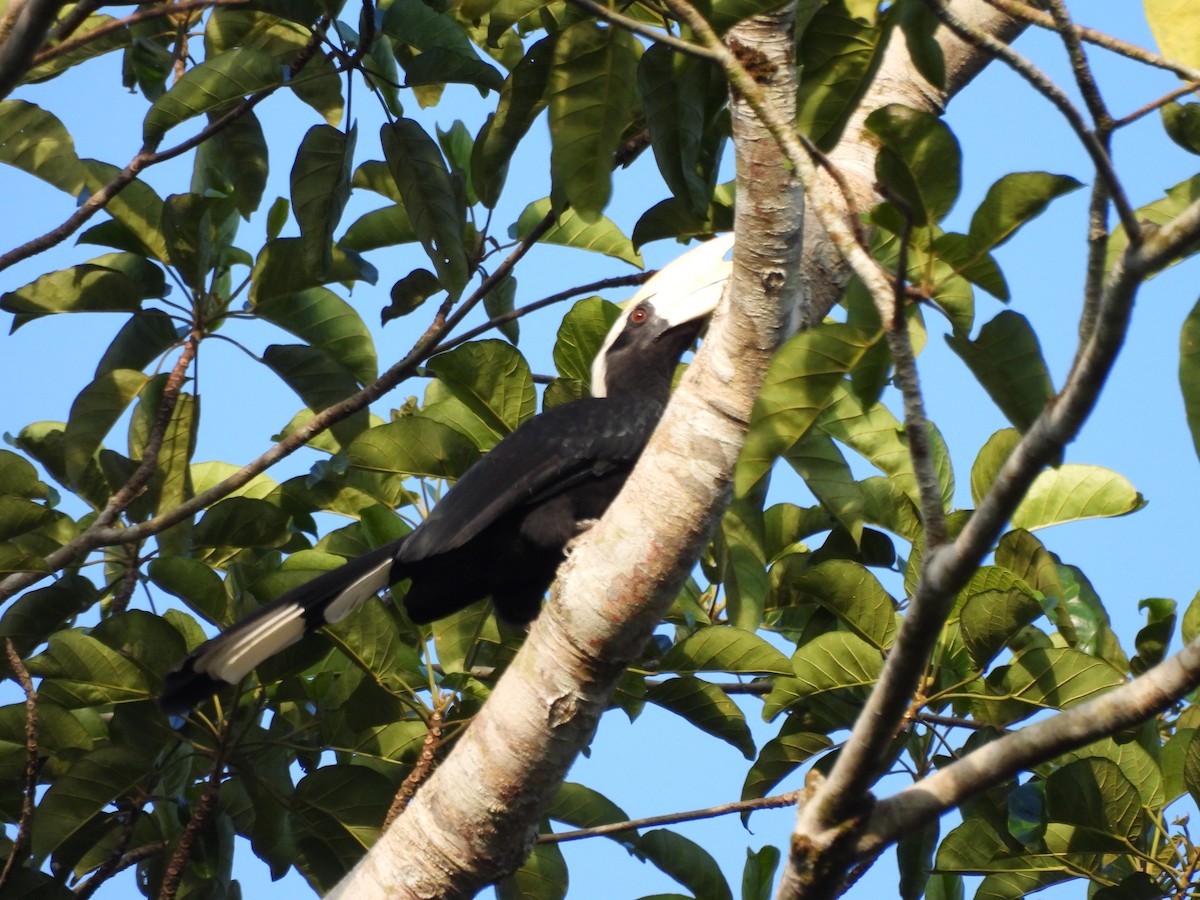 Black Hornbill - ML651034750