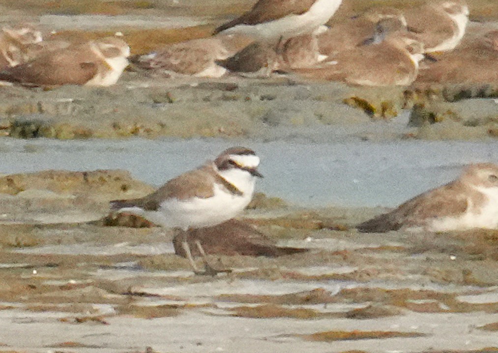 Kentish Plover - ML651034752