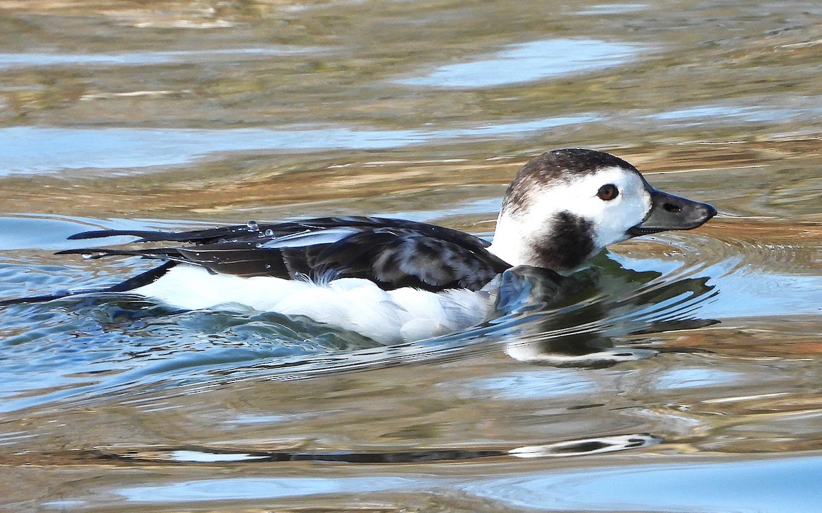 Long-tailed Duck - ML651034753