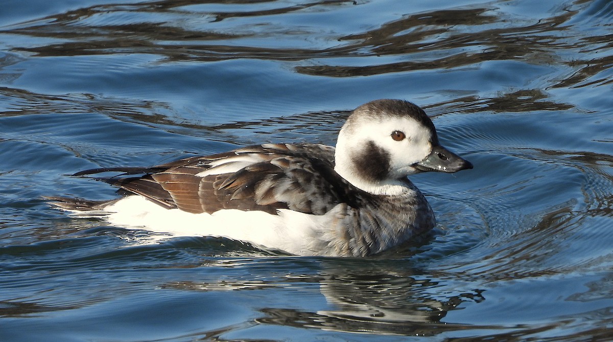 Long-tailed Duck - ML651034754