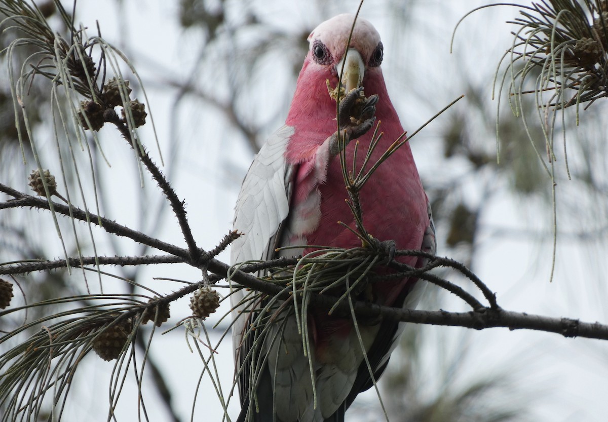 Galah - ML651034755