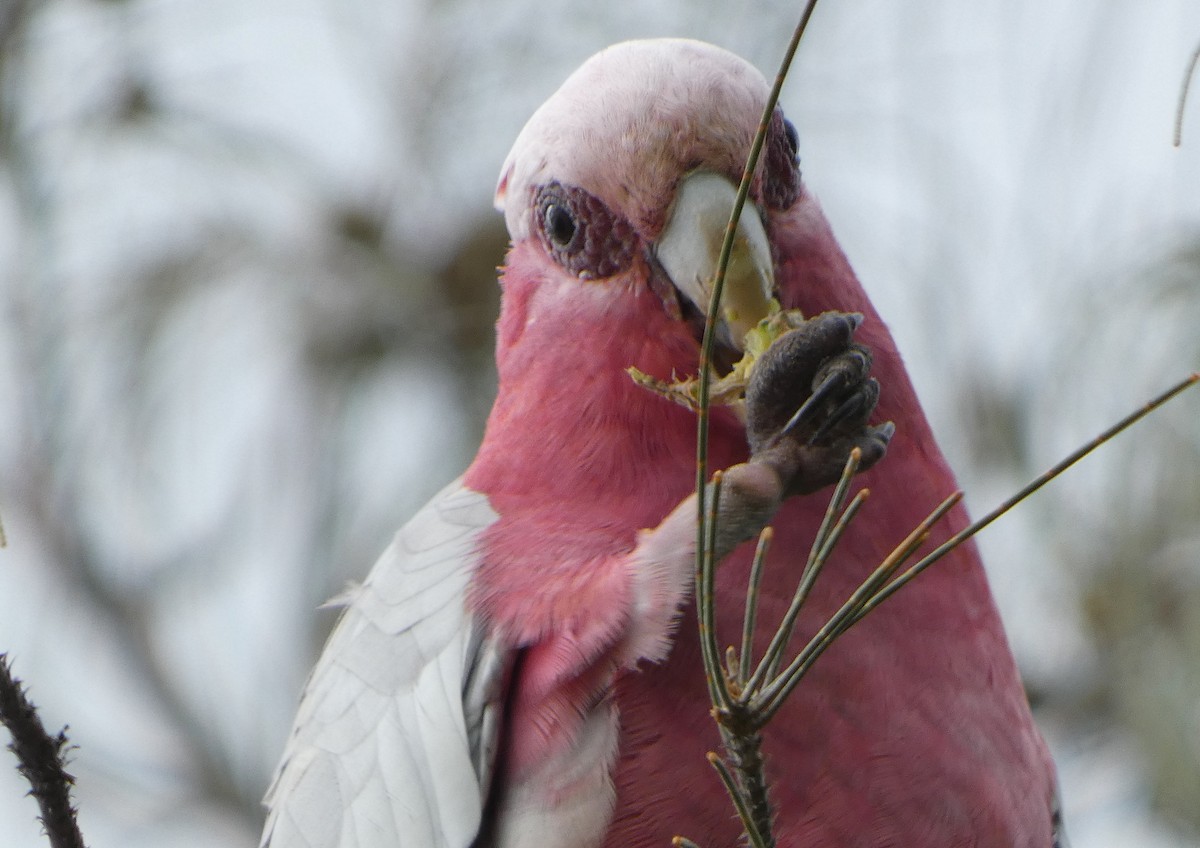 Galah - ML651034756