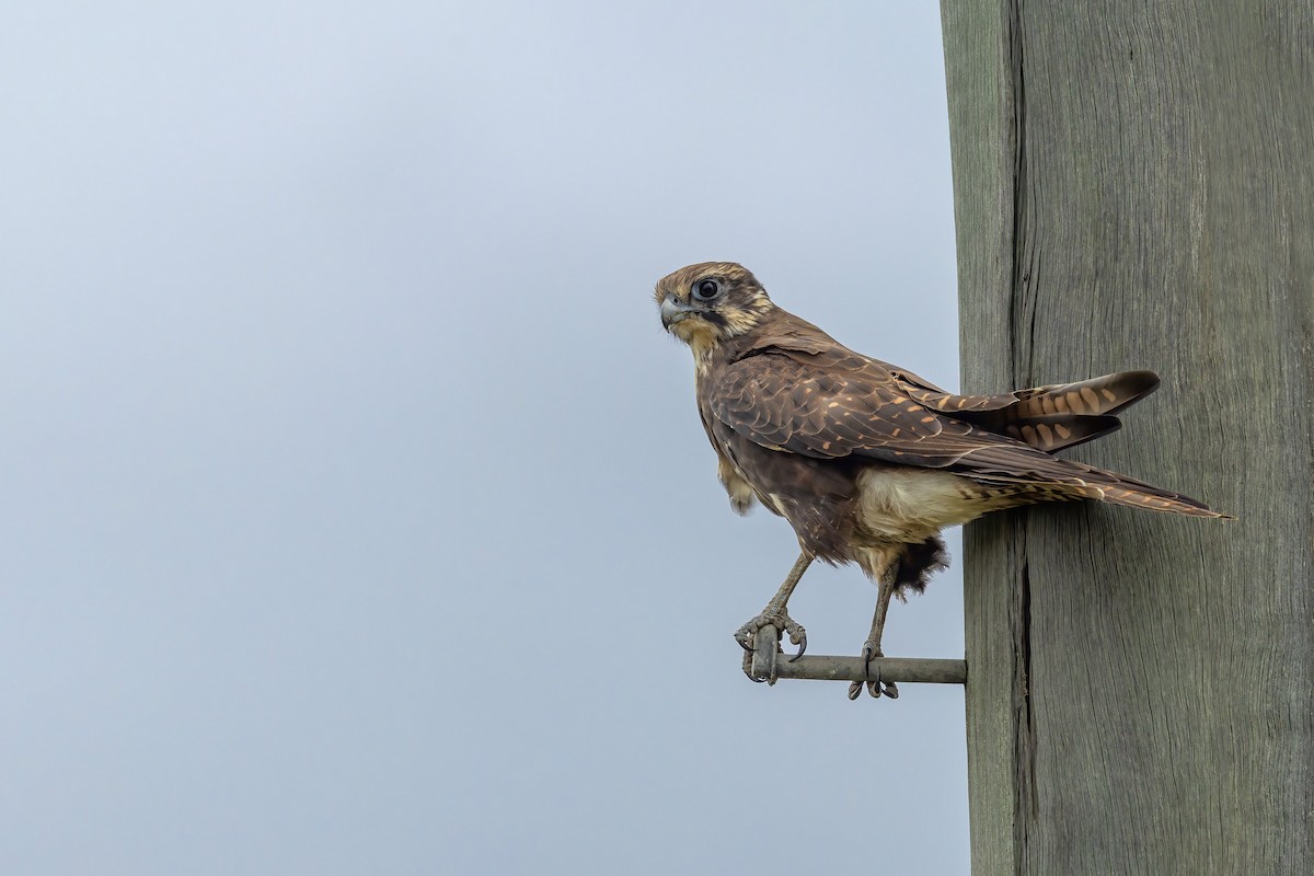 Brown Falcon - ML651034758