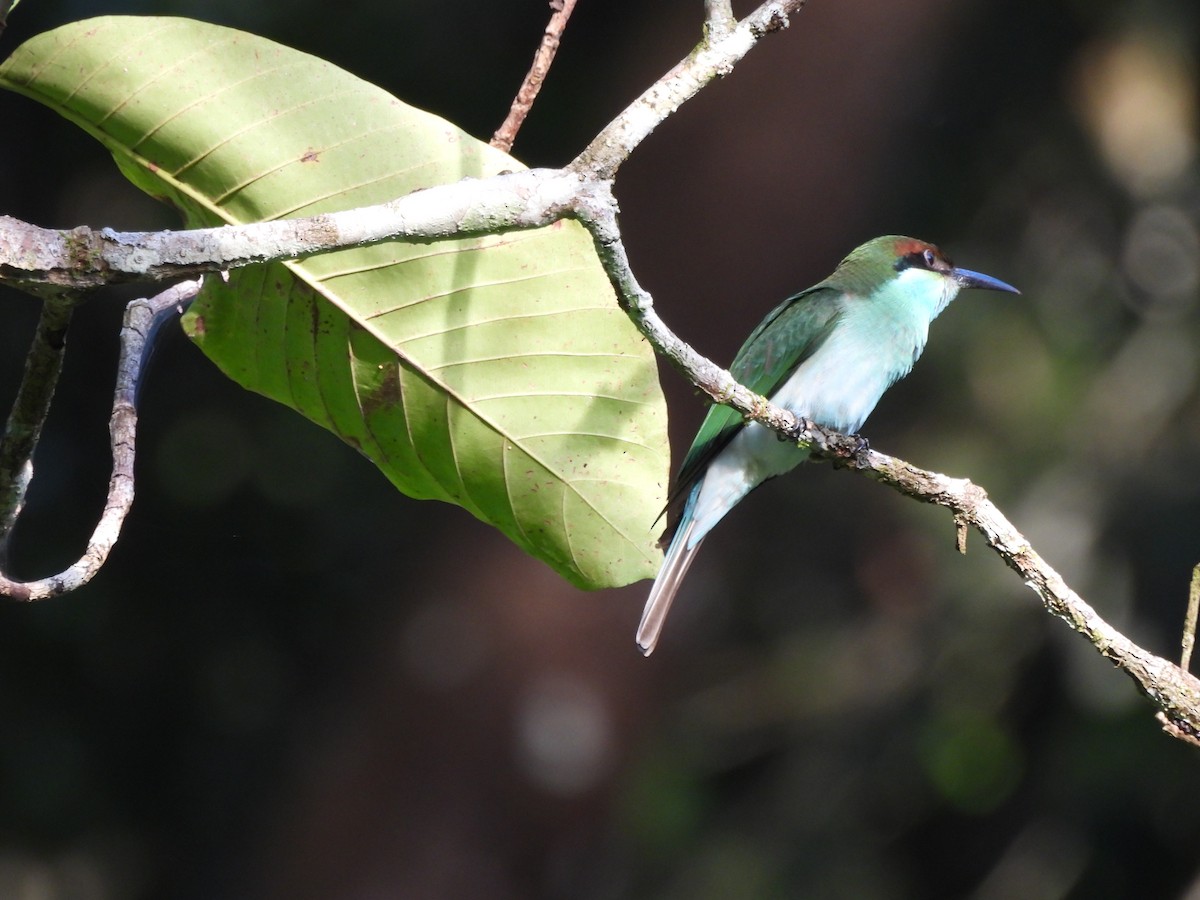 Blue-throated Bee-eater - ML651034759