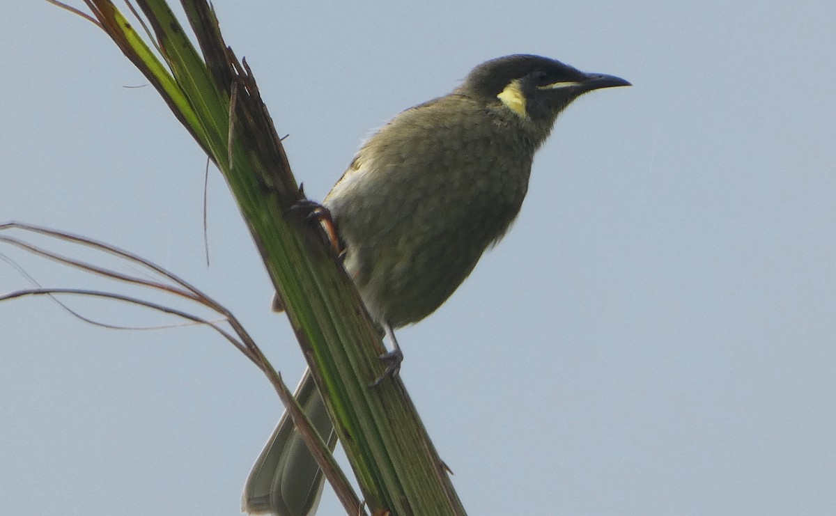 Lewin's Honeyeater - ML651034760