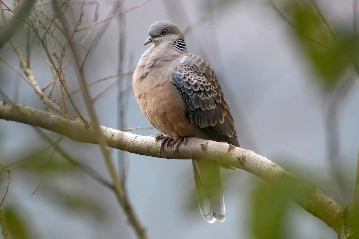 Oriental Turtle-Dove - ML651034762