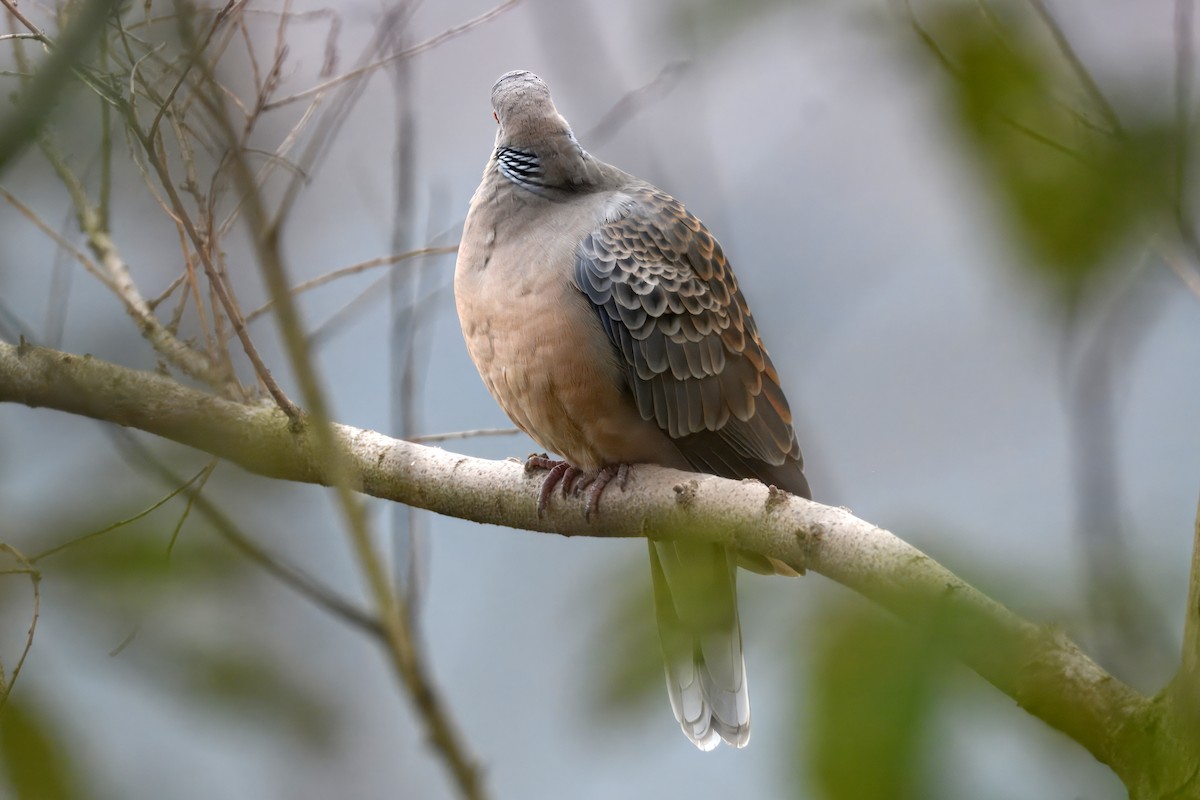 Oriental Turtle-Dove - ML651034763