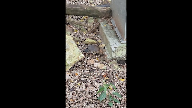Australian Brushturkey - ML651034764