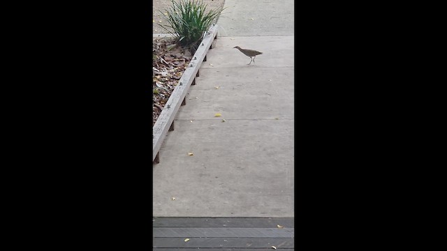 Buff-banded Rail - ML651034765