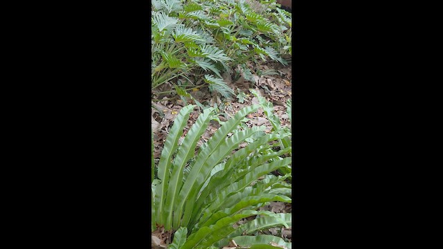 Buff-banded Rail - ML651034766