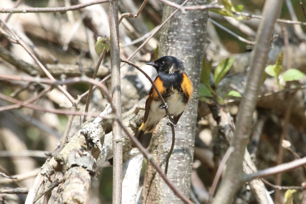 American Redstart - ML651034767